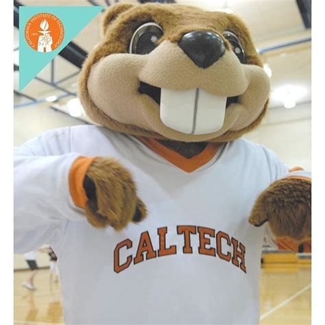 The Business of Mascots: Exploring the Market for Beaver Mascot Garb